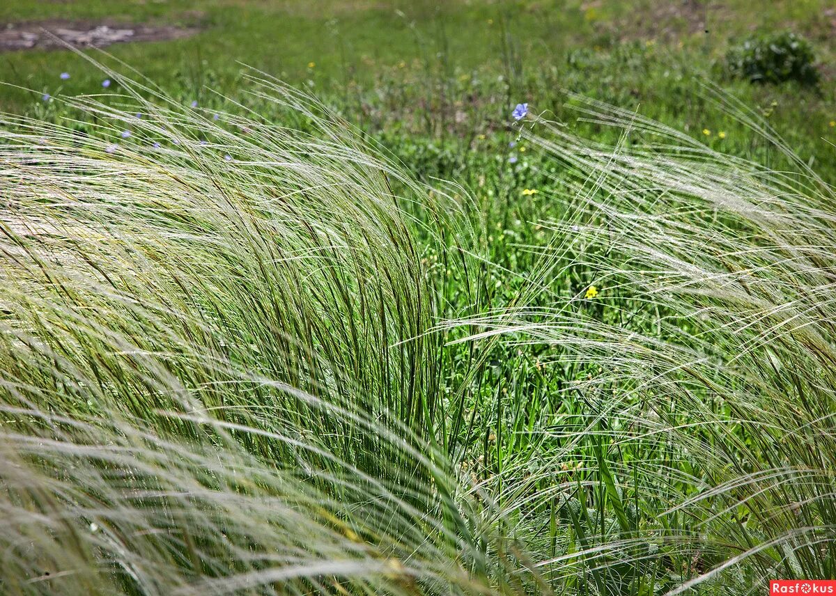 Stipa rubens ковыль. ковыль волосатик stipa capillata. ковыль-волосатик. овсяница (типчак) меловая. ковыль степной крымский.