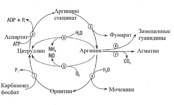 Особенности обмена аминокислот. Роль аргинина в организме. Аргинин схема. Образование орнитина из аргинина. Аргинин схема.