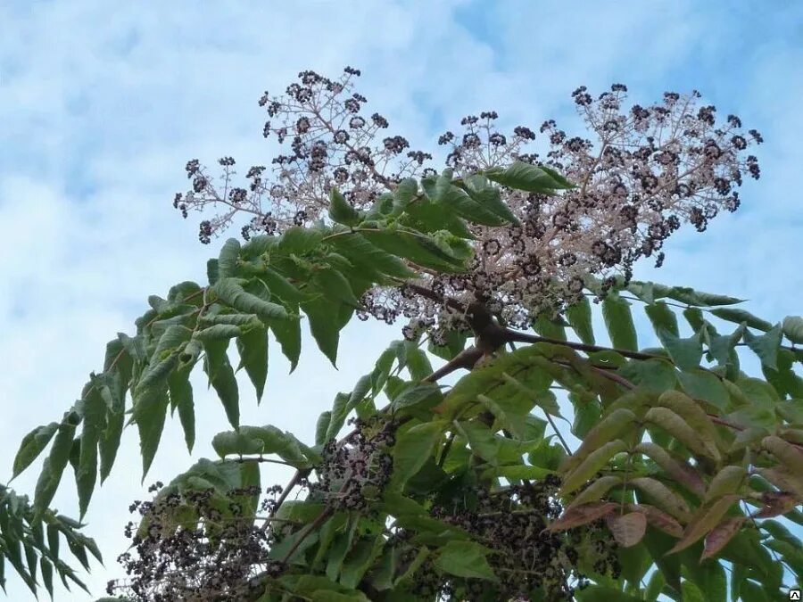 Аралия высокая. Аралия маньчжурская. Аралия маньчжу́рская - Aralia elata. Аралия Чертово дерево. Аралия маньчжурская (Aralia mandshurica).