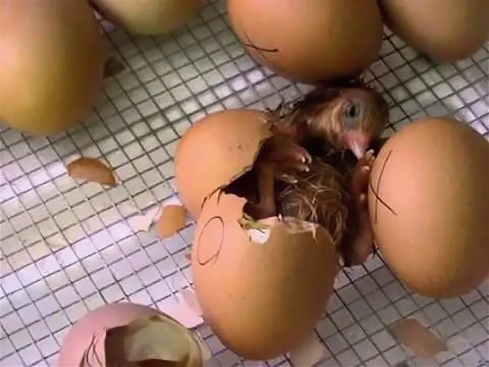 Сколько курица высиживает яйца до цыпленка дней. Вылупление цыплят под наседкой. Наседка на яйцах. Наседка курица высиживает яйца. Вылупление цыплят из яиц под наседкой.