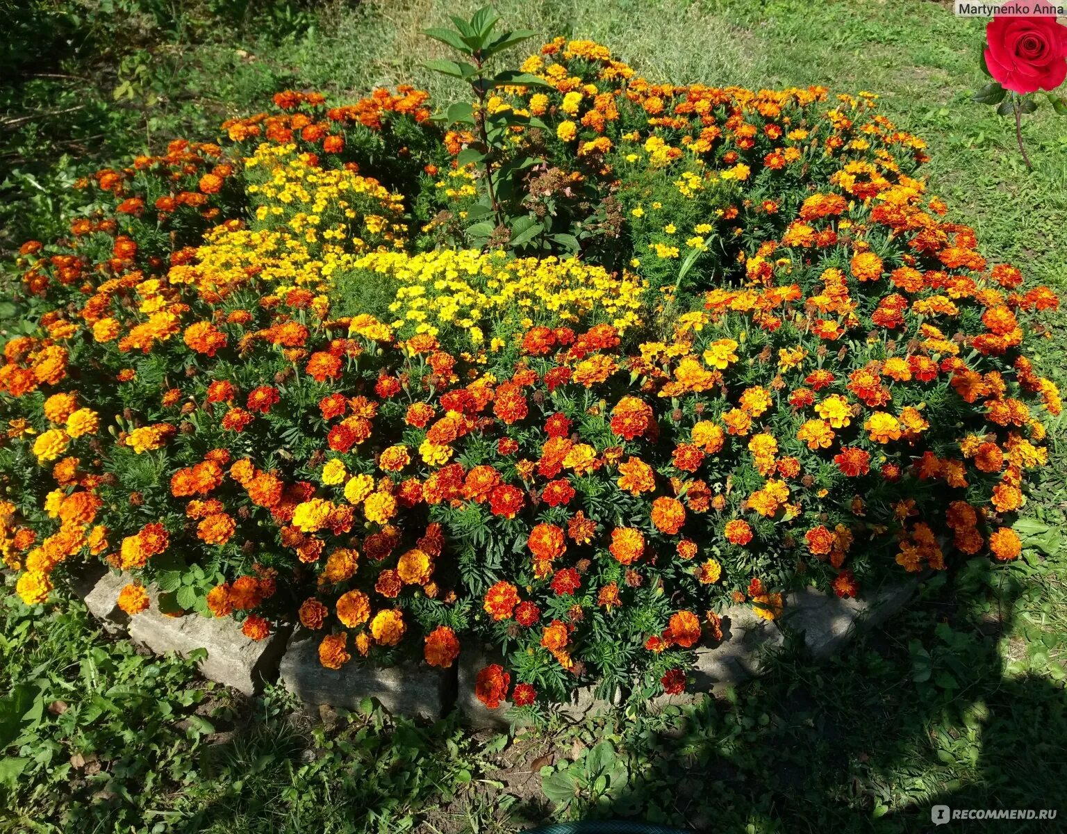 Осенний цветочный ковер