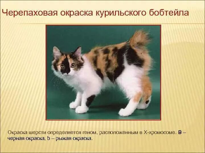 Какое сочетание генов дает черепаховую окраску кошек