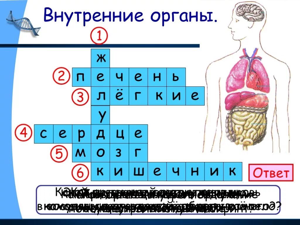 Внутренние органы человека окружающий мир 3 класса. Задание внутренние органы. кроссворд внутренние органы. кроссворды внутренних органов человека для детей. кроссворд внутренние органы человека.