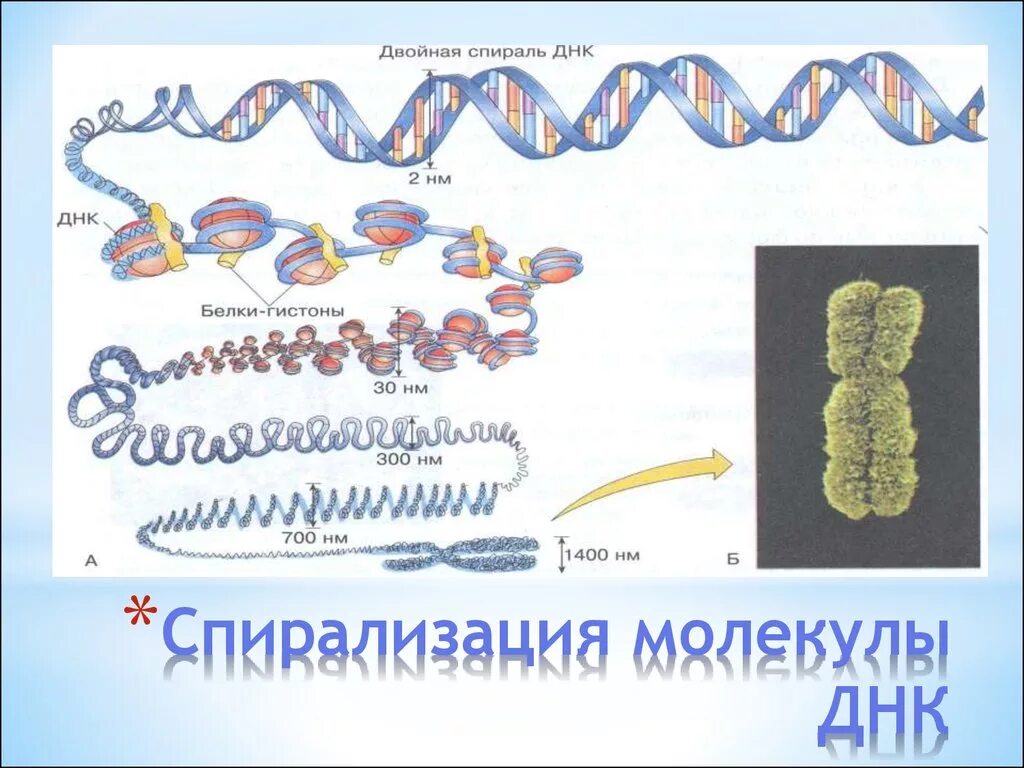 Спирализация хромосом. Процесс спирализации хромосом. Схема спирализации ДНК. Спирализация ДНК В хромосомы.
