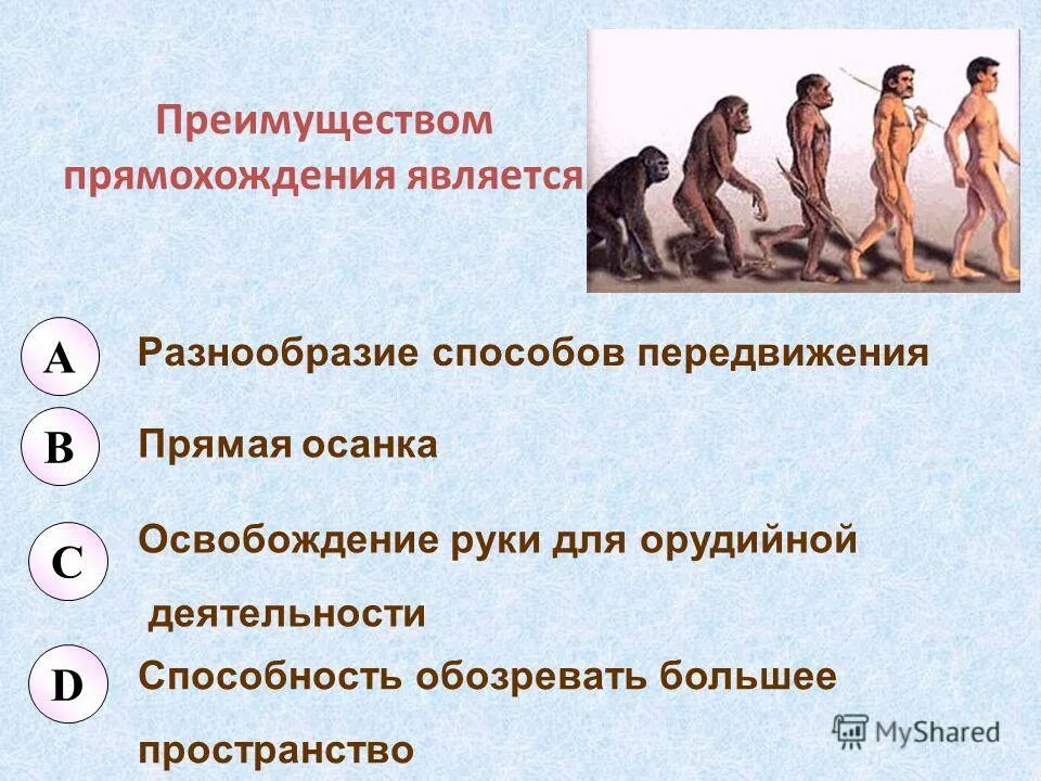 Прямохождение способствовало освобождению рук. Гипотезы появления прямохождения у человека. Что могло способствовать формированию прямохождения у предков. Какие факторы способствовали развитию у человека прямохождения. Специальная выносливость.