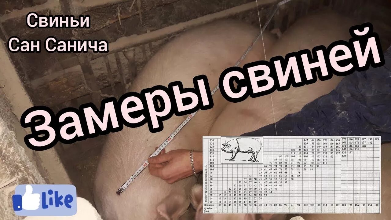 Таблица замера свиней живым весом. Таблица замера веса свиней. Как мерять свинью. Как правильно мерить свиней. Измерение свиней