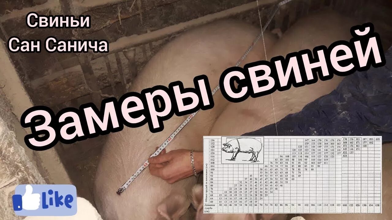 Таблица измерения веса свиней. Таблица замера свиней. Таблица измерения живого веса свиней. Замер поросят. Вес живой вес измерения свиней таблица.