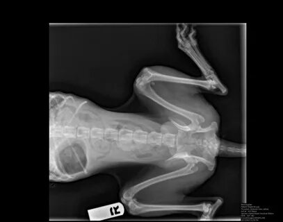 X Ray Cock Sex.