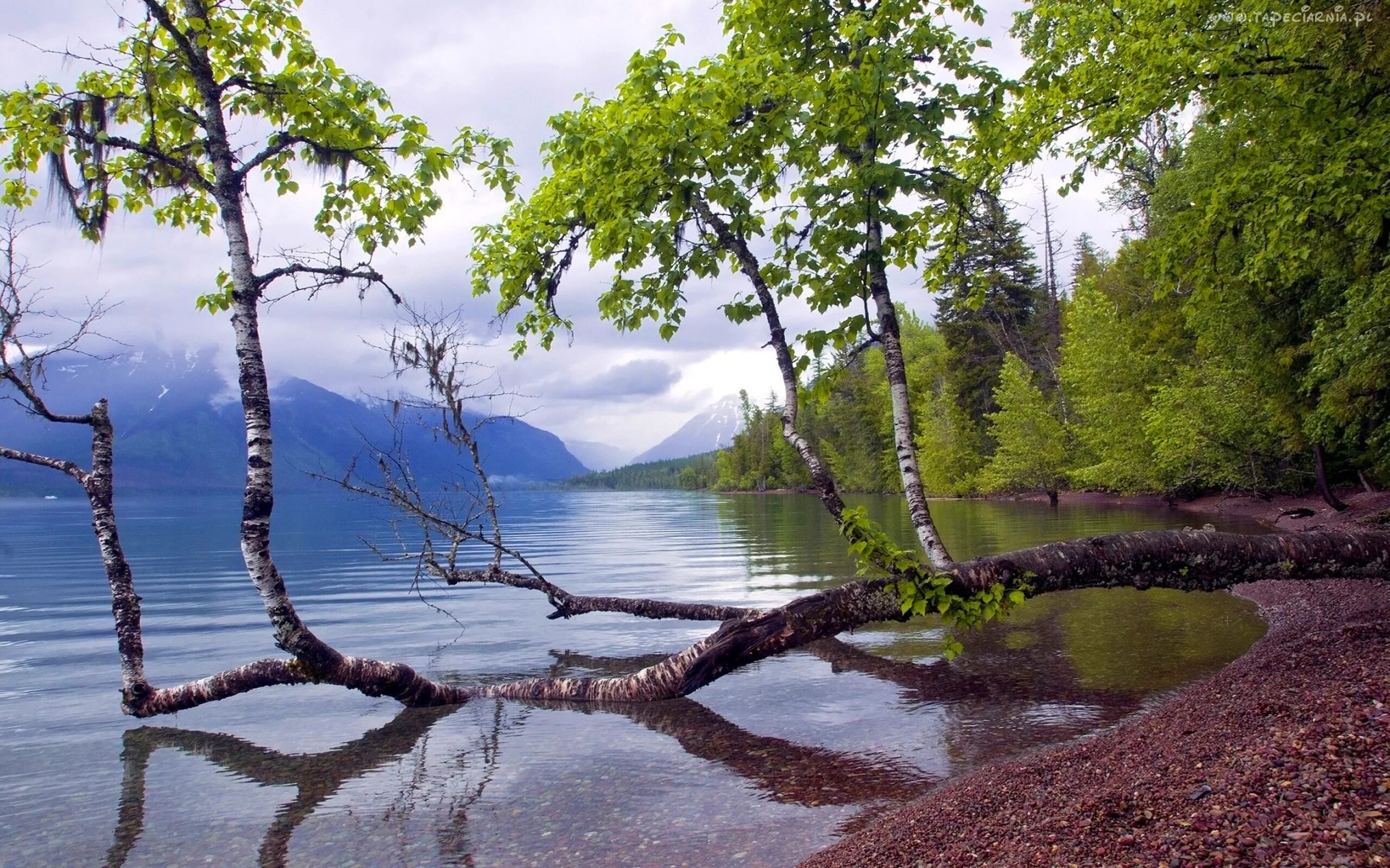 Trees lake