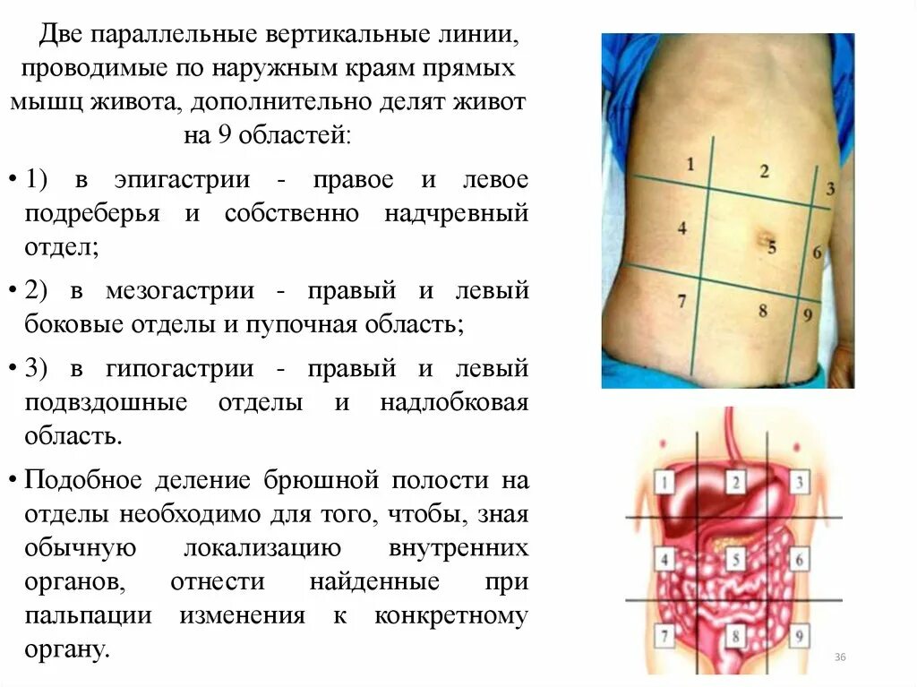 Расположена под диафрагмой в правом подреберье. Надчревная область. Надчревная область живота. Боль в эпигастрии и левом подреберье. Эпигастральная область живота где находится.