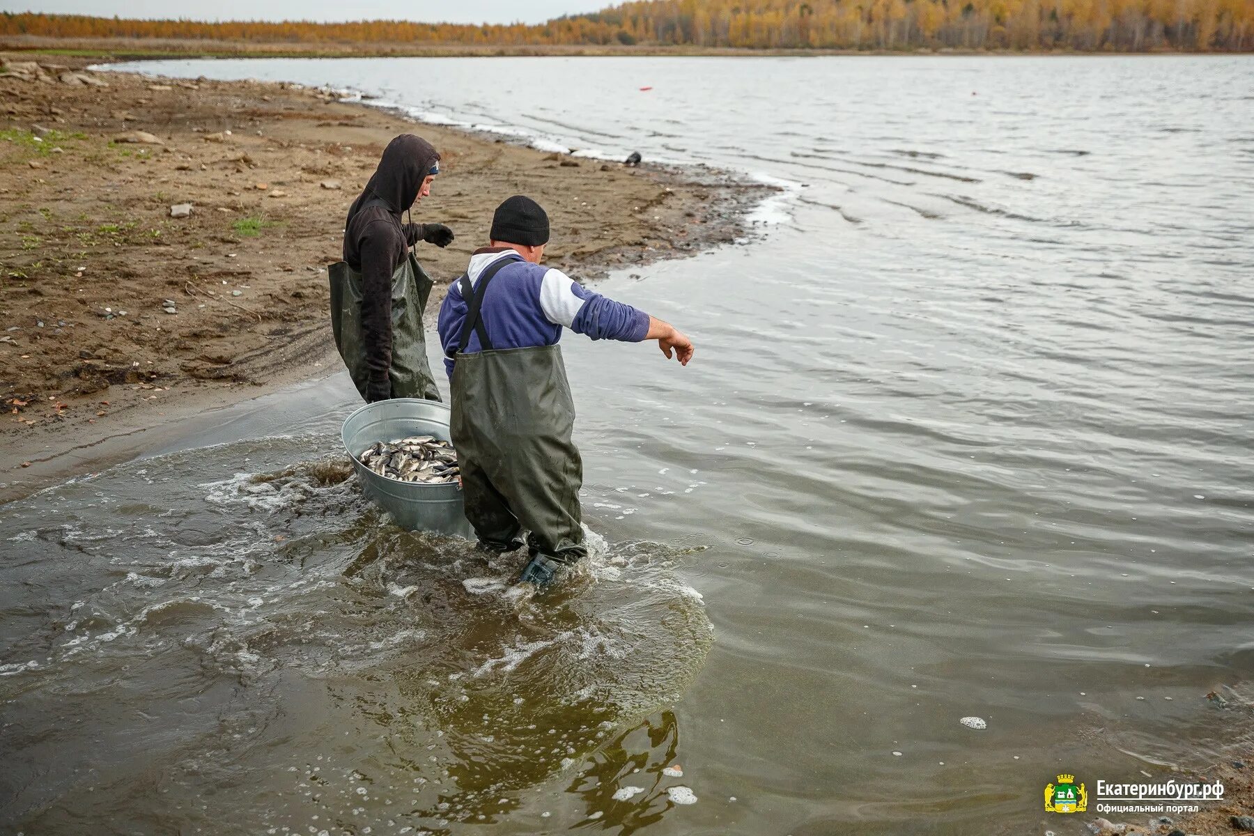 Волчихинское водохранилище рыба. Волчихинское водохранилище рыба. Отчёты о рыбалке на волчихинском водохранилище 2022 осень первый лед. Волчихинское водохранилище интересные факты. Волчихинское водохранилище флюс.