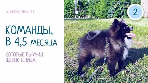 Шпица учит китайский язык