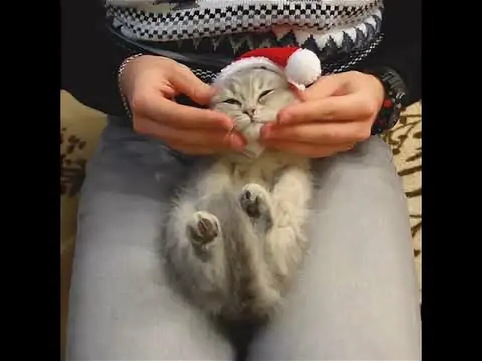 Как заставить котенка есть. Как заставить котенка есть