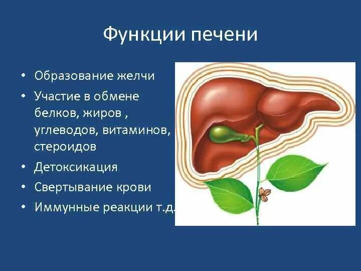 Функции печени. Процессы в печени. Образование желчи.