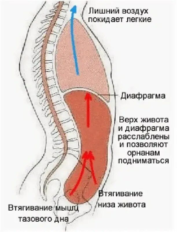 дыхательная диафрагма анатомия. мышцы тазового дна анатомия. диафрагмальное дыхание техника. тазовое дыхание. осанка и тазовое дно.