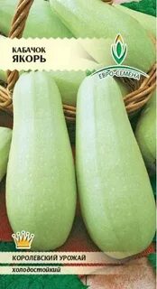 Кабачок якорь