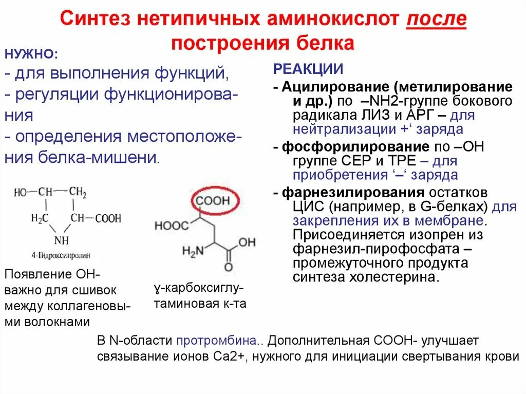 Белок из аминокислот. Ацилирование аминокислот механизм. Синтез аминокислот. Синтез белка аминокислоты. Синтез белка из аминокислот.