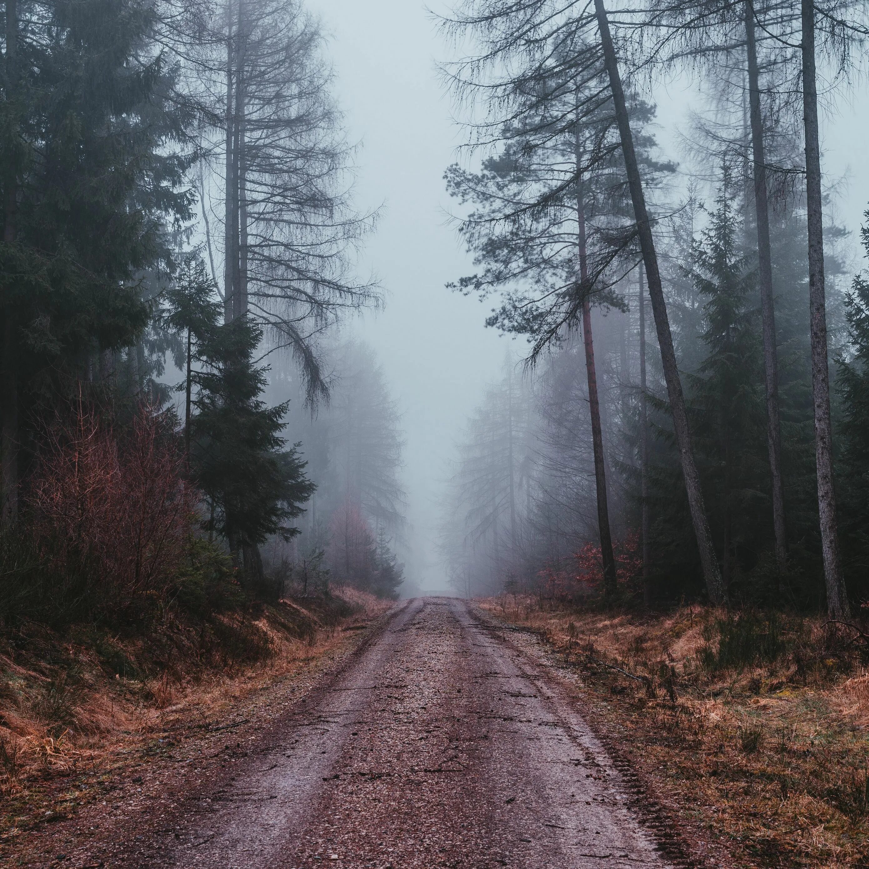 Пройдите по пути в туманном лесу. Дождливый лес. Туман. Пройдите по пути в туманном лесу. Девушка в тумане.