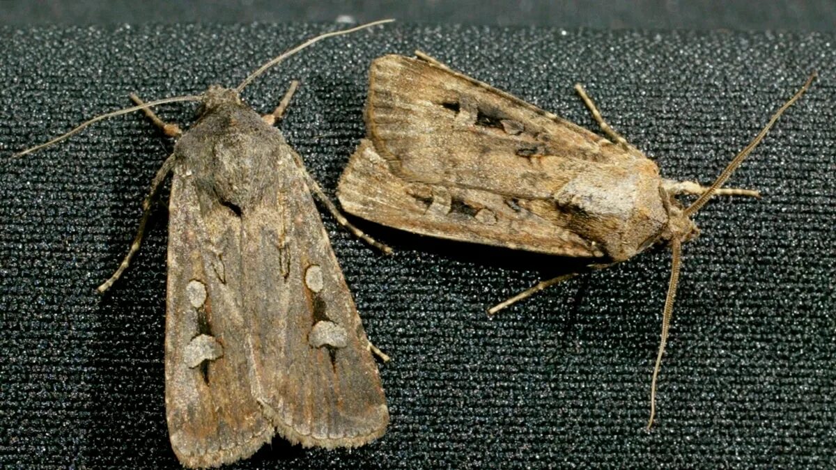 Ночные бабочки (Bogong Moth). Платяная моль Имаго. Платяная моль (Tineola bisselliella). Моль насекомое. Как отличить моль