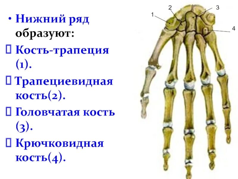 Поставить на 4 кости