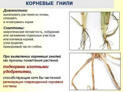 Корневая причина