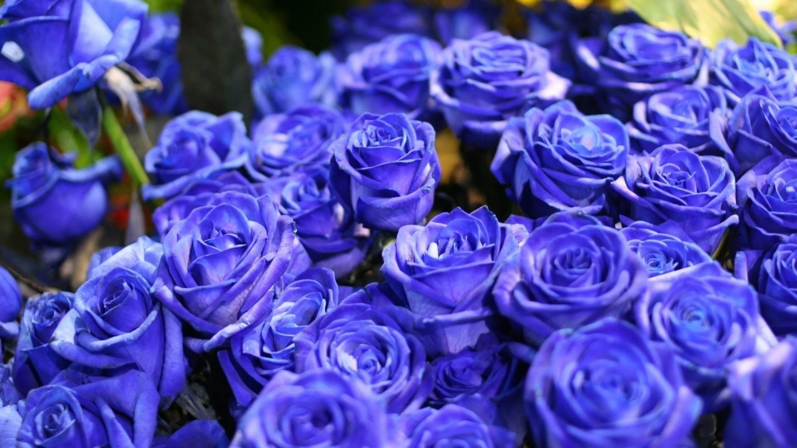 Синий самый любимый цвет. Голубые розы Сантори. ГМ-сорт розы «Applause».