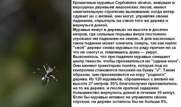 К чему снится муравьи ползают