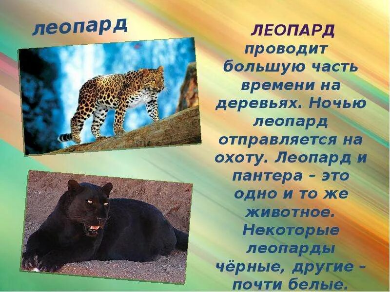 Доклад на тему животные 5 класс биология