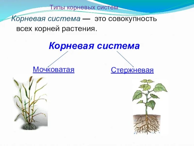 Лабораторная работа по теме дыхание корня. Типы корневых систем. Лабораторная работа поглощение воды корнем.