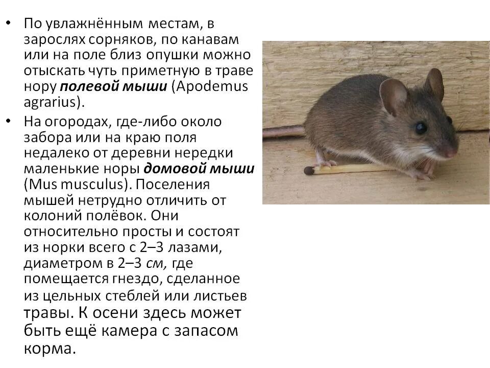 Скорость мыши полевой. Доклад про полёвку 4 класс. Мышь полёвка описание. Доклад про мышь. Информация о мышах.
