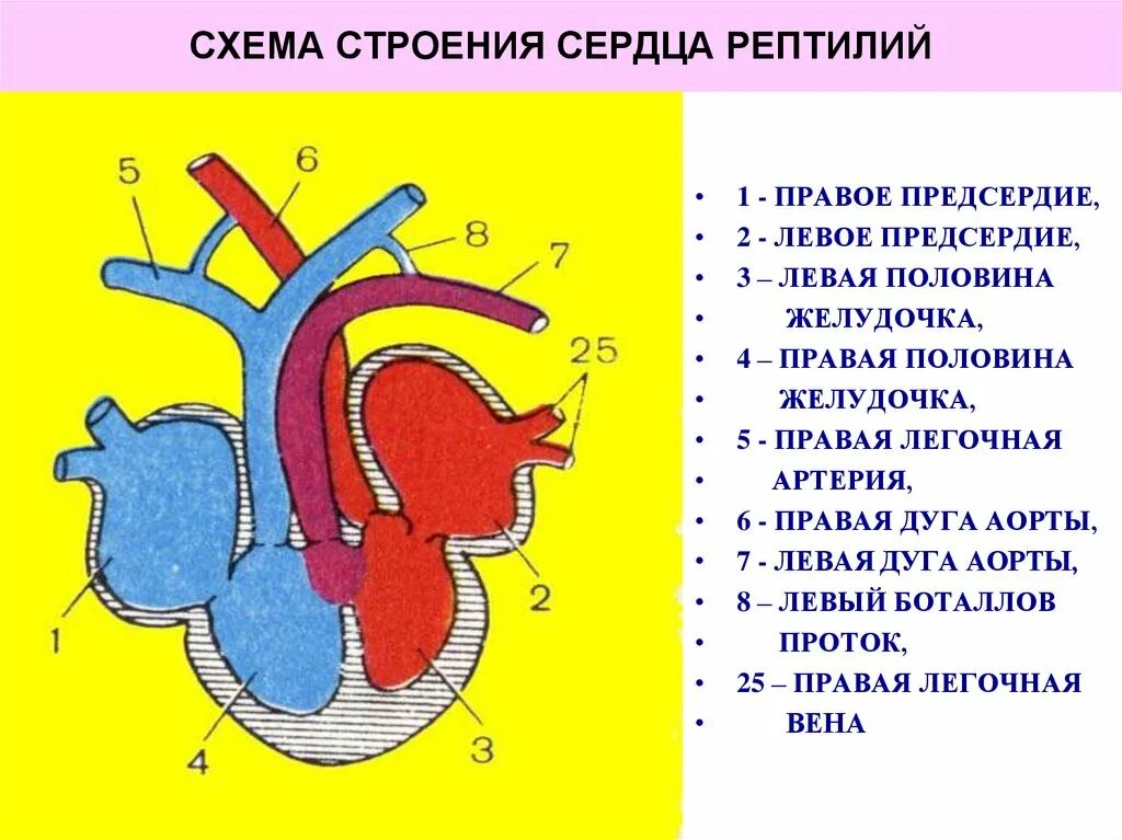 Пресмыкающиеся строение сердца. Строение сердца пресмыкающихся схема. Схема строения сердца рептилий. Особенности строения сердца амфибий.