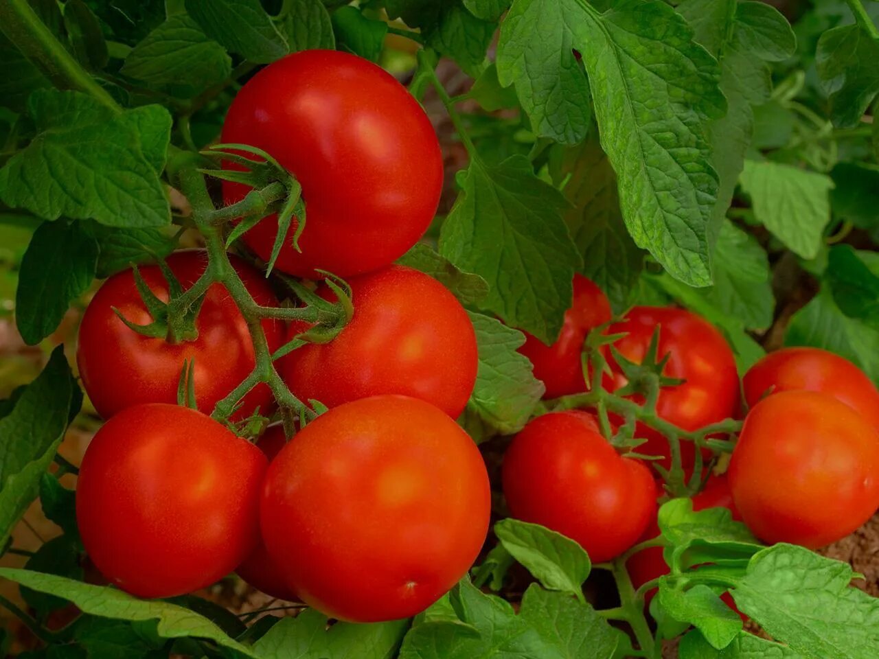 Выращивание томата красным красно. Помидор томат Исток. Кримсон сорт томат. Томат «Кримсон черри». Томат кулема.