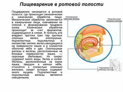 Пищевой комок в полости рта
