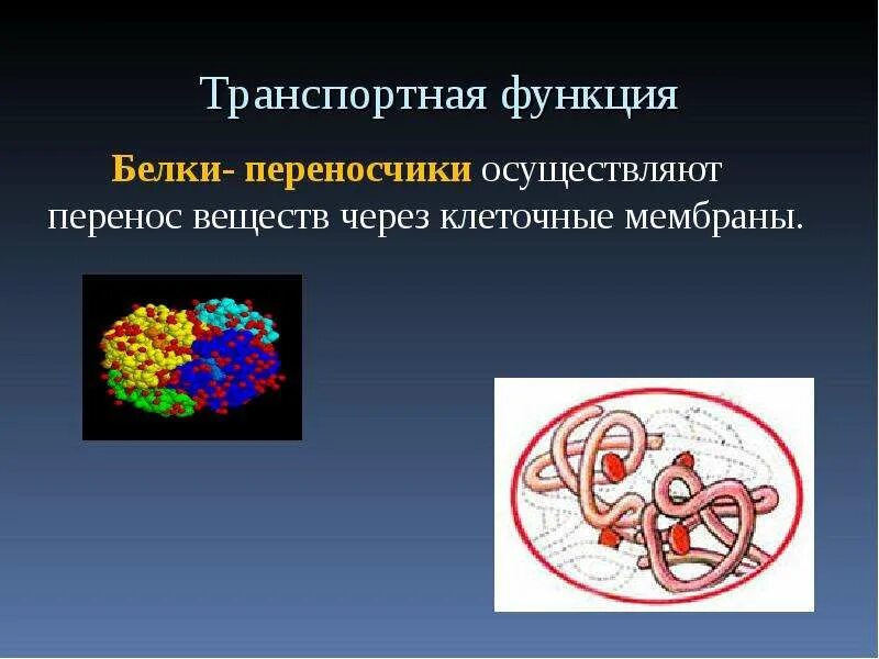 Характеристика транспортной функции. Белки переносчики. Транспортная функция белков. Примеры белков переносчиков. Функции белков транспортная функция.