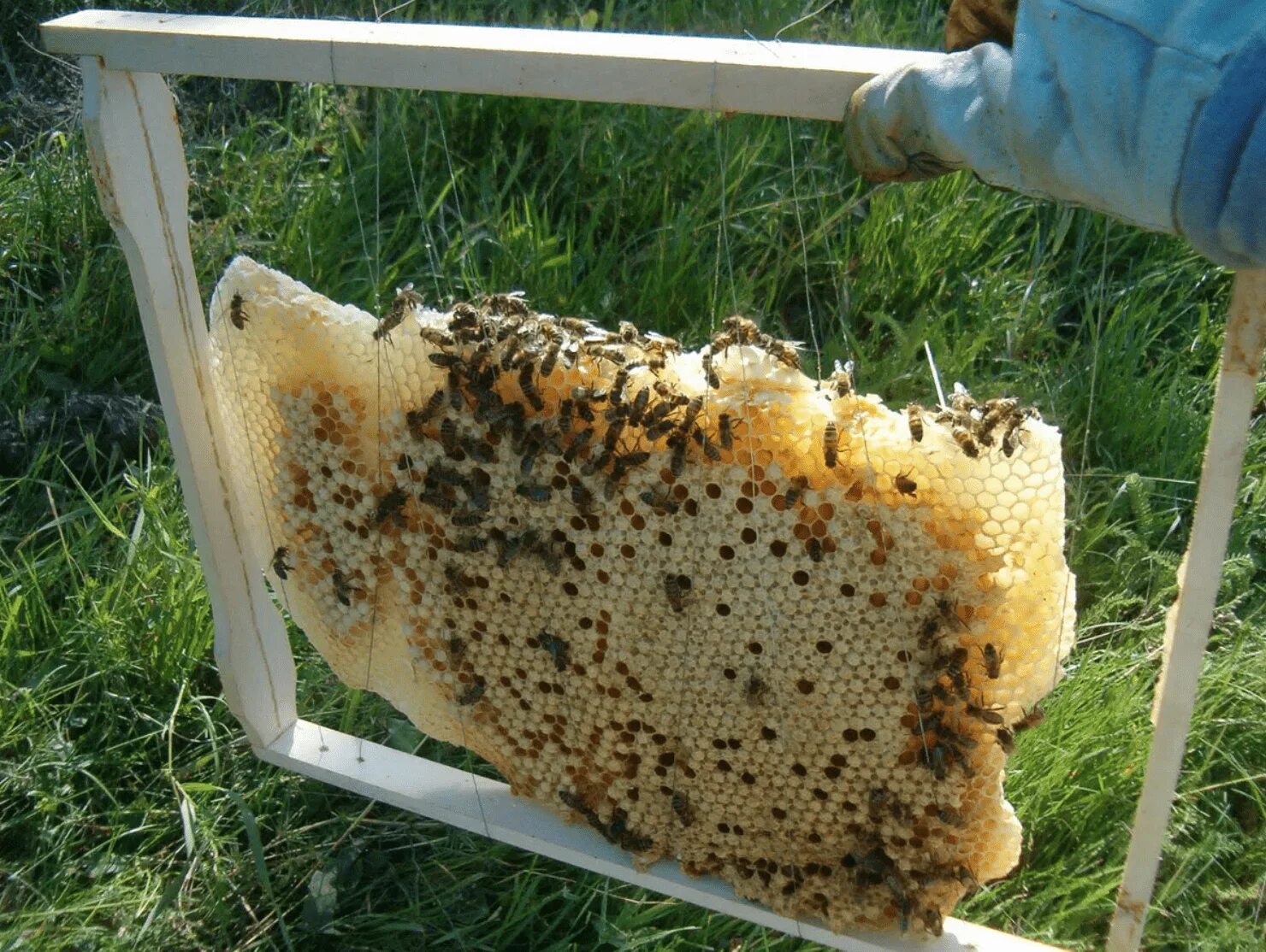 Сколько делать мед. Пасека соты. Мёд в сотах. Домик для пчел соты. Мед в сотах на пасеке.