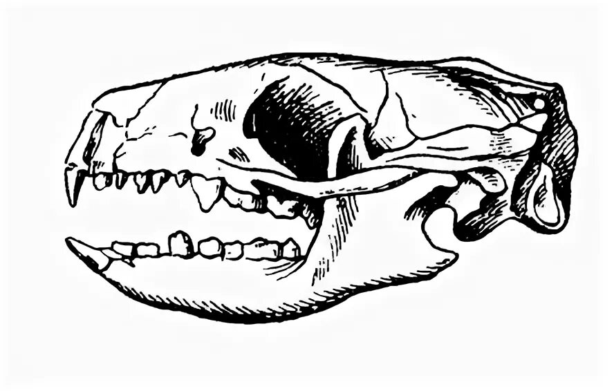 Зубная система насекомоядных млекопитающих. Отряд Насекомоядные череп. Череп насекомоядных зубная формула. Череп насекомоядных млекопитающих. Зубная формула насекомоядных
