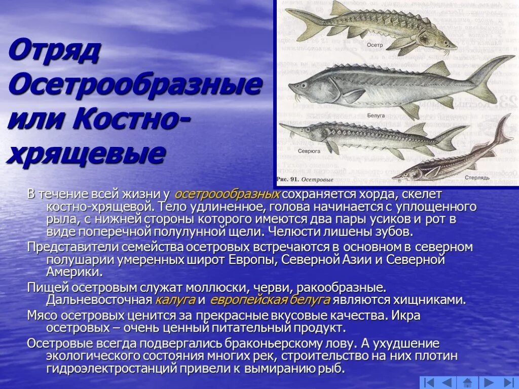 Сколько классов рыб. Представители рыб. Хрящевые и костные рыбы. Костные рыбы осетровые. Отряд Осетрообразные или костно-хрящевые.