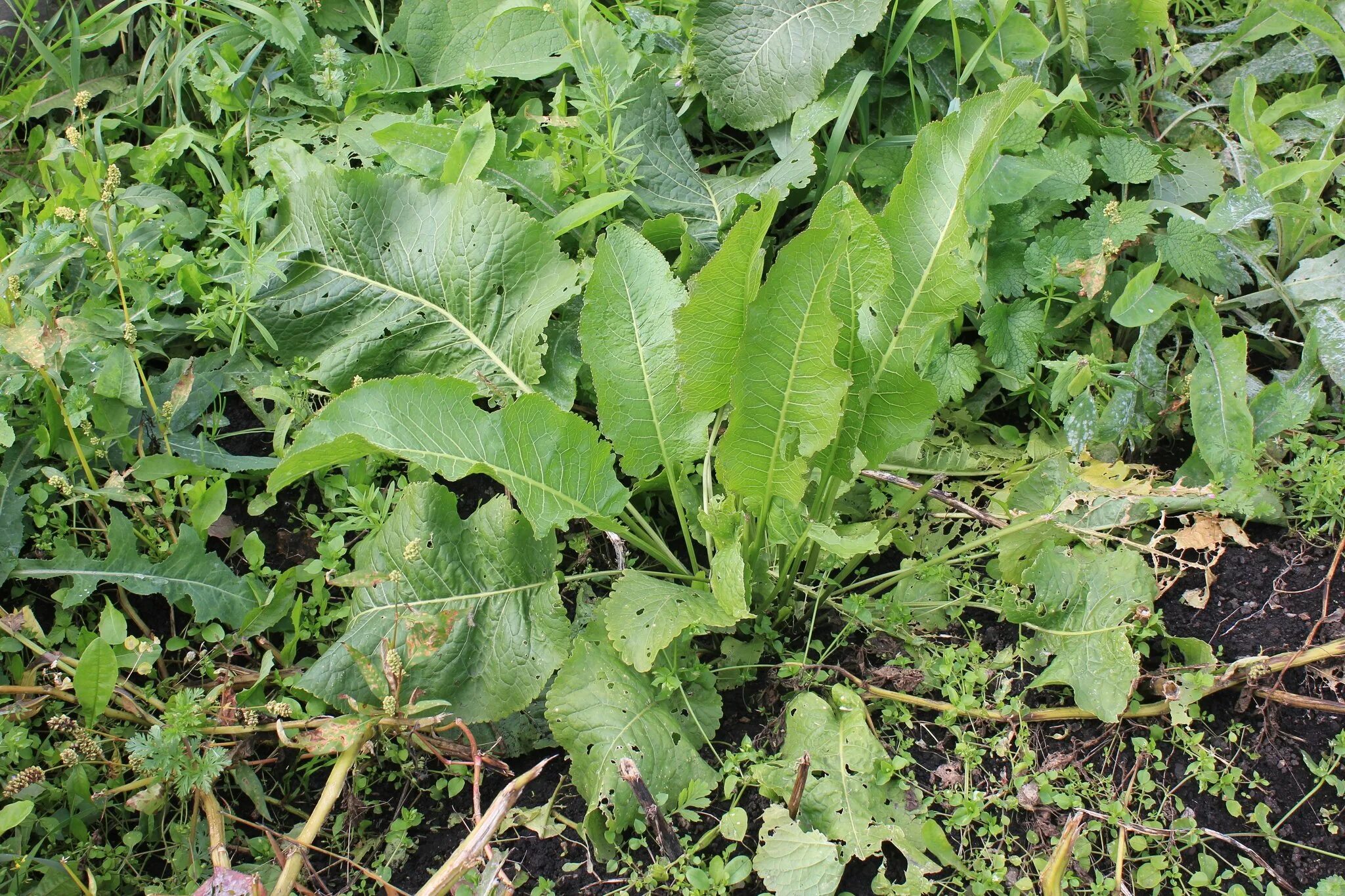 Катран растение. Хрен огород. Растение похожее на хрен. Хрен на грядке. Хрен растение.