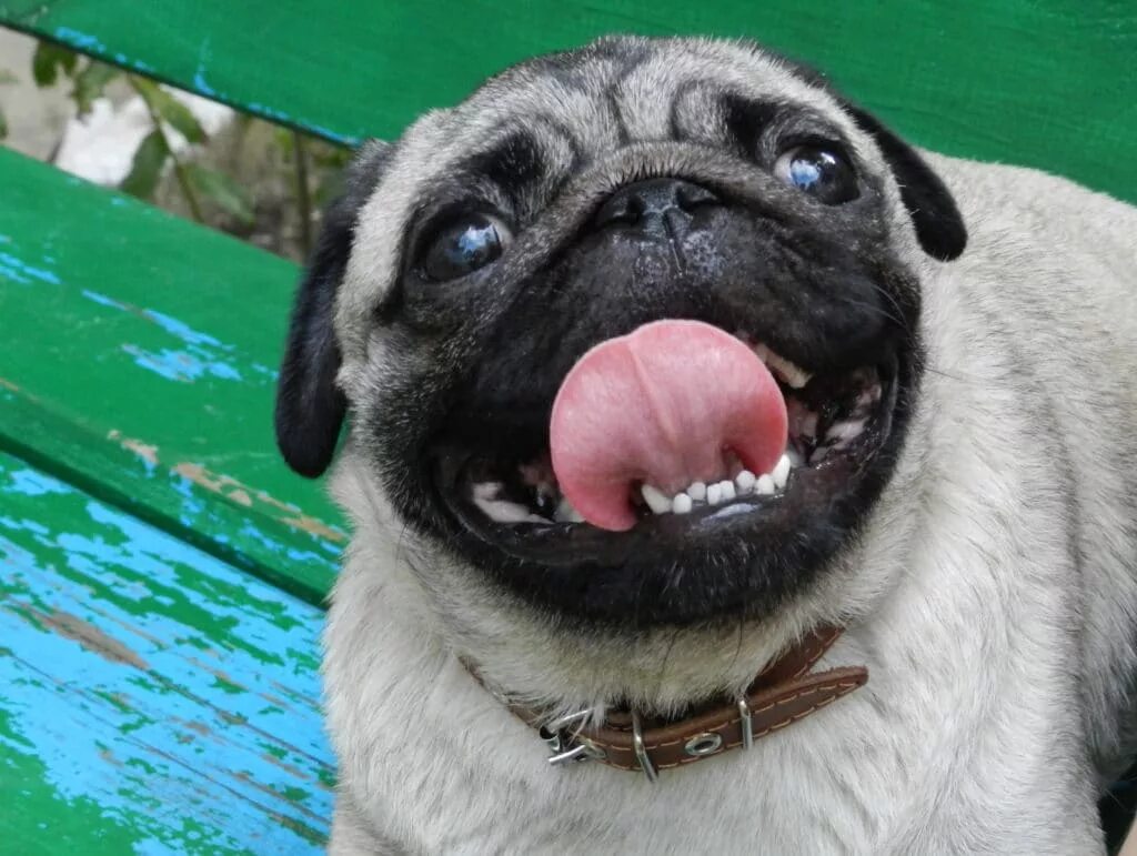 Зубы мопса. Кривые зубы у мопса. Мопс улыбается. Улыбка собаки. Мопс с улыбкой.