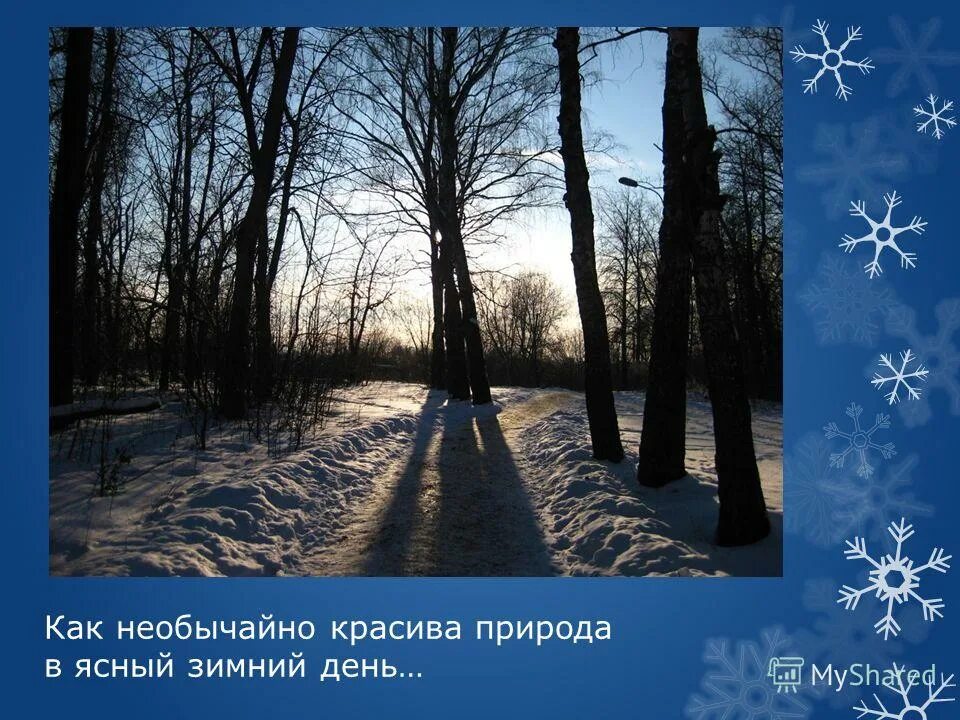 солнечная зима. морозная береза. морозный зимний день. стоял ясный зимний. красота зимы.