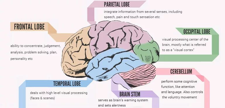 Brain карта. Brain Map function. Брейн карта. Brain Map программа. Приложение Brain State.