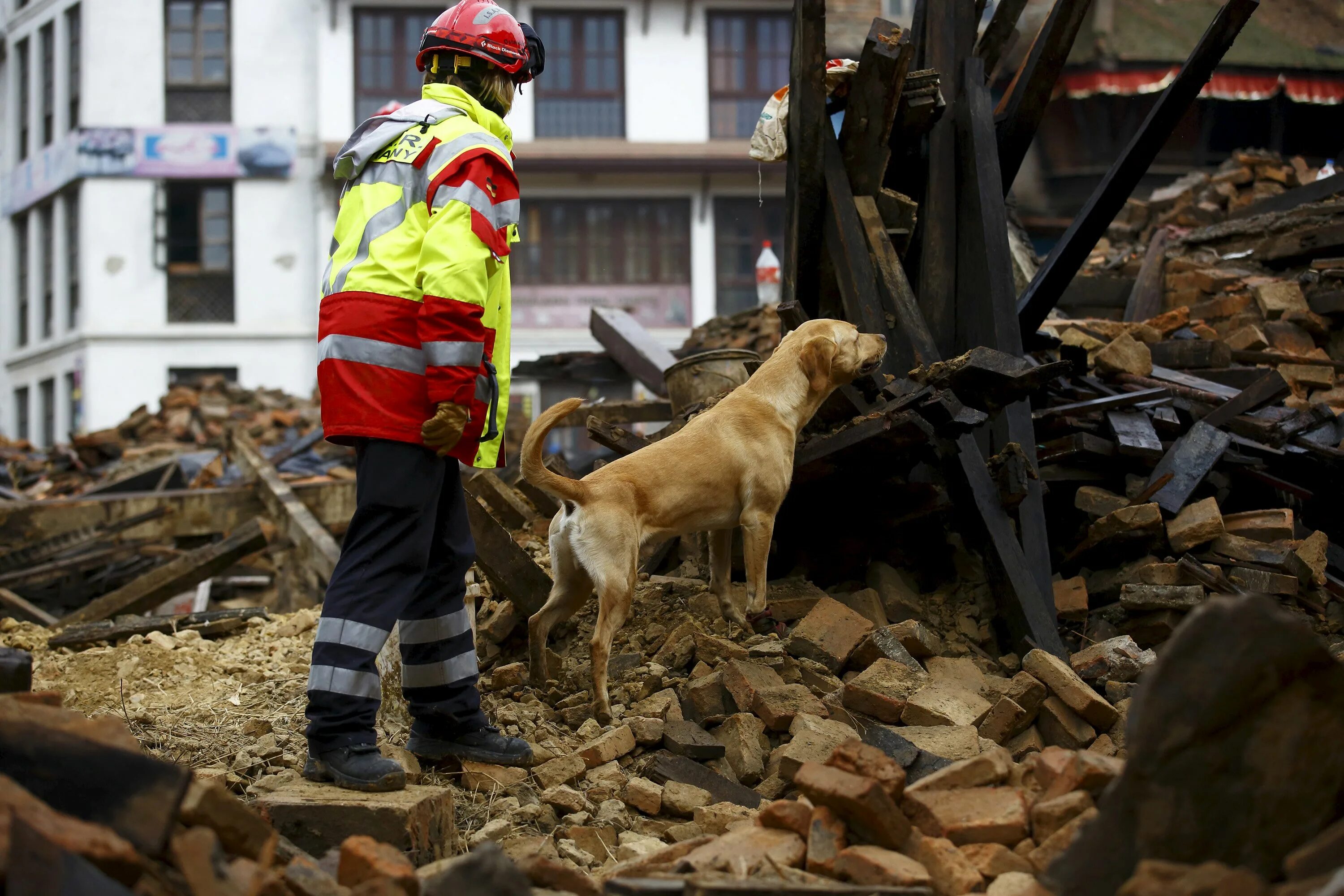 Собака спасатель на завалах. Собаки ищут людей под завалами. Собака спасатель землетрясение. Собаки спасатели под завалами.