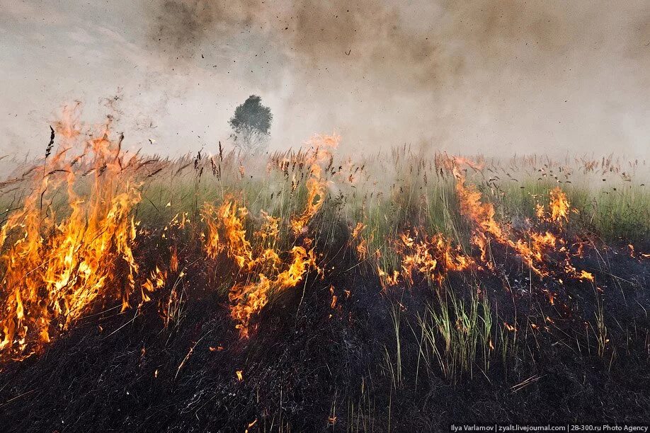Сгоревшее поле. Горящие поля. Поджог поле. Горящее поле. Горящие поля.