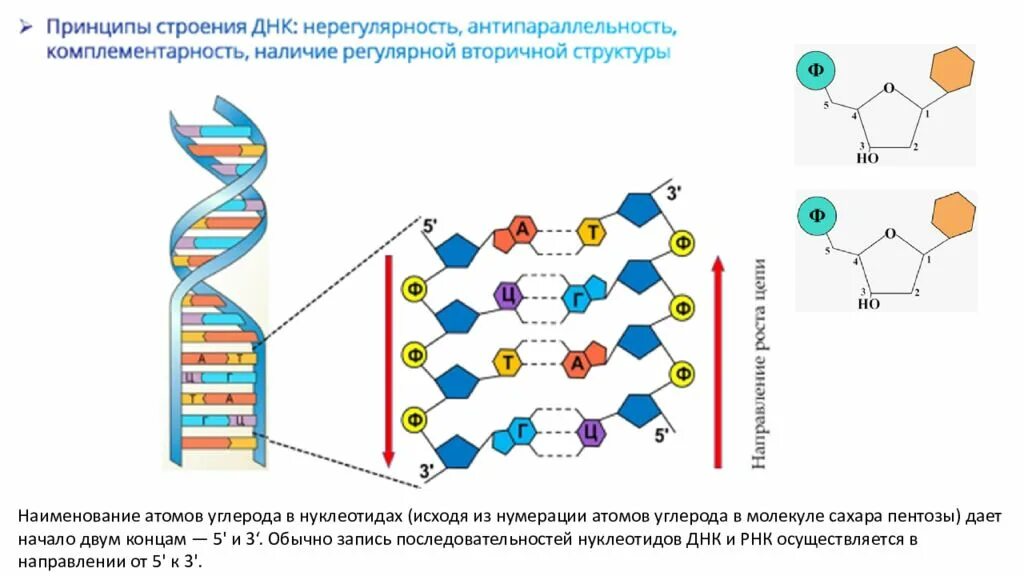 Нумерация атомов углерода. Решение задач по молекулярной биологии. задачи по молекулярной биологии. нумерация атомов углерода в нуклеотиде. холестерин нумерация атомов.
