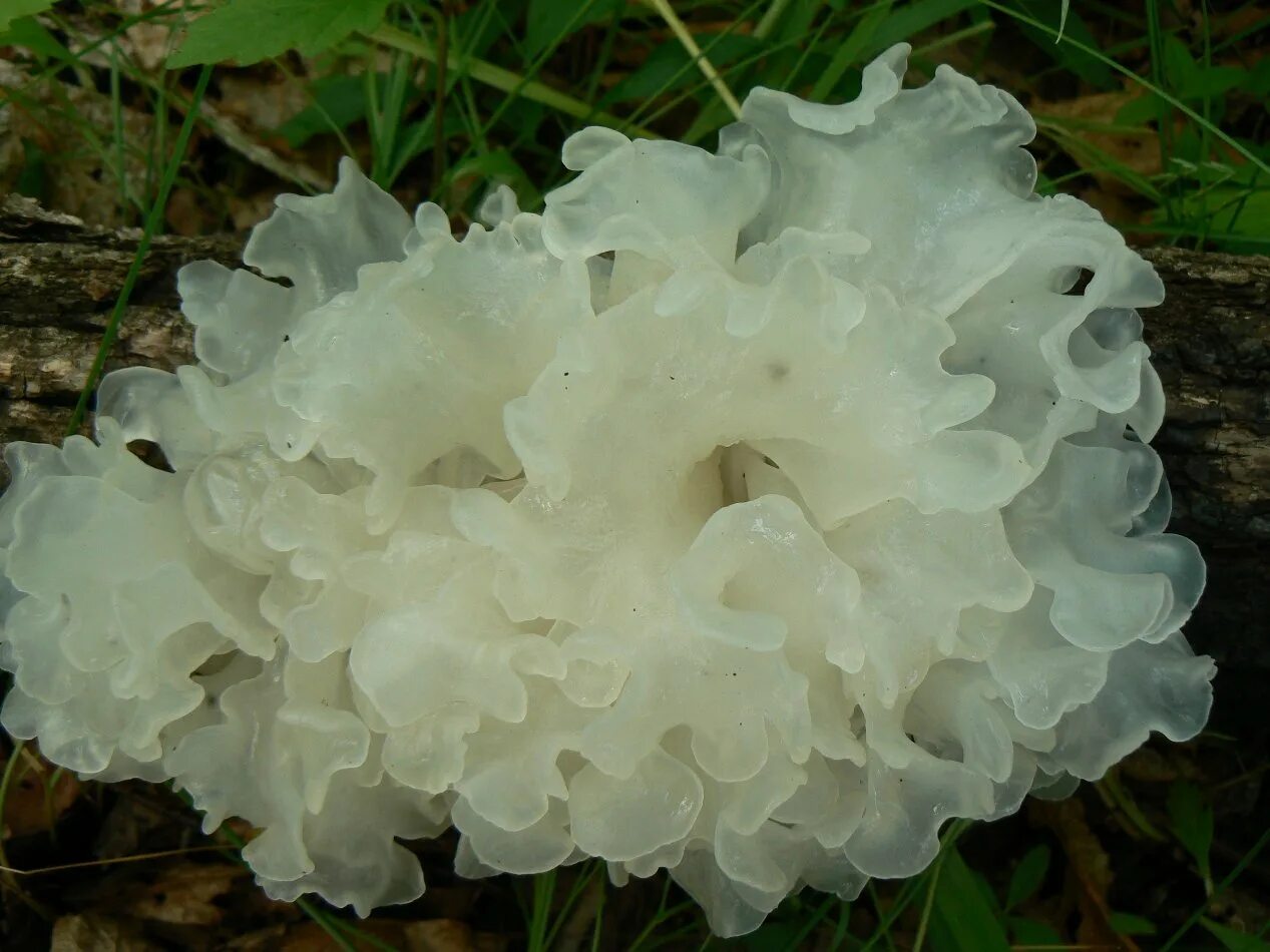Где находится морской гриб. Тремелла фукусовидная. Морской гриб тремелла. Ледяной гриб тремелла. Дрожалка листоватая Tremella foliacea.