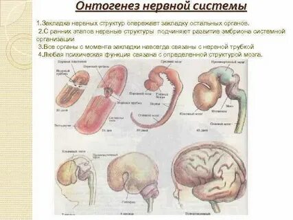 Закладка органов будущего организма начинается на стадии