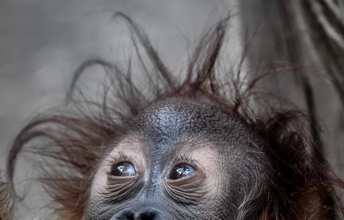 смешной страус. смешной монстрик. смешные существа. смешные существа. веселая собака.