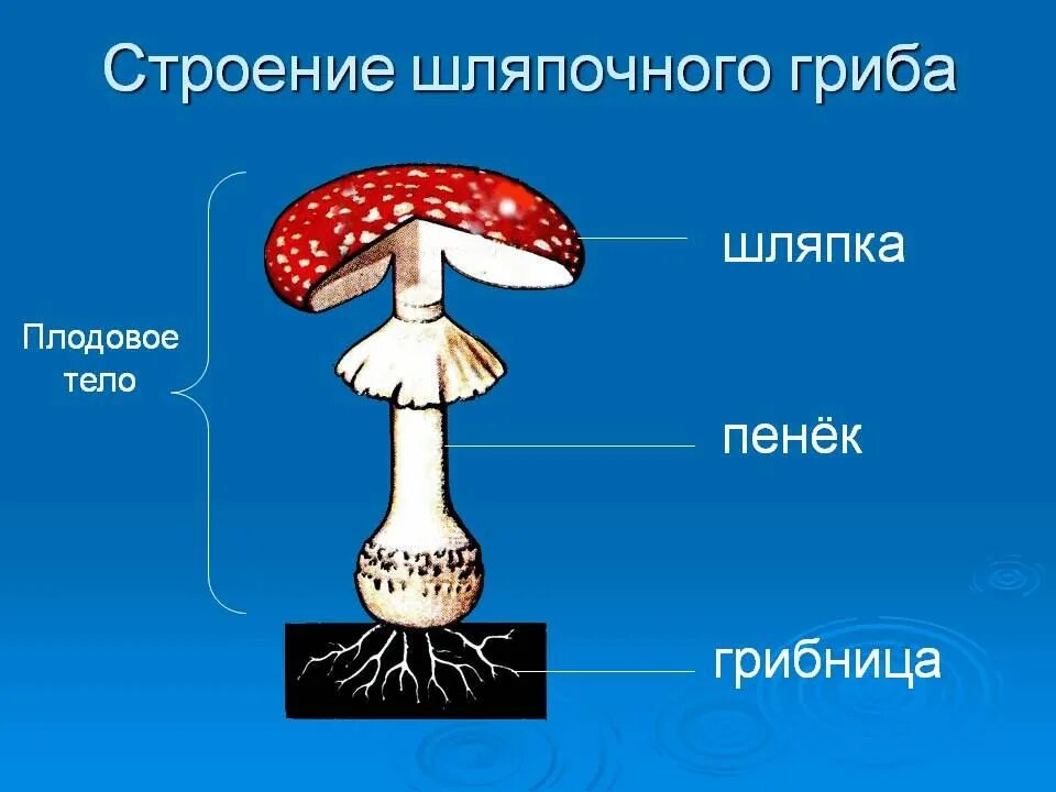 Схема плодовое тело шляпочного гриба. Строение шляпочного гриба 5 класс биология рисунок. Строение шляпочного гриба мухомора. Строение тела шляпочного гриба.