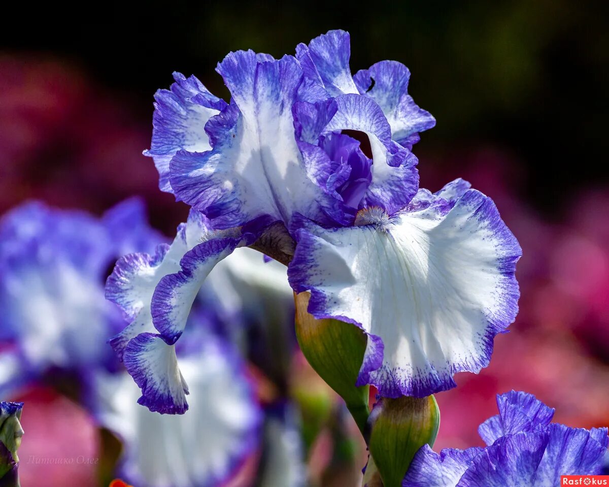 ирис фиолетовый обыкновенный. ирис иберийский. ирисы в ботаническом саду ялта. ирис бахромчатый. ирис rajasthan.