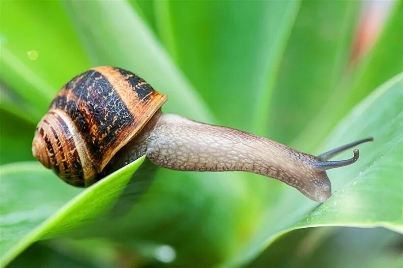 Брадибена вайриха. Хищные улитки сухопутные. Виноградная улитка ахатина. Улитка биомфолария. Коричневая улитка.